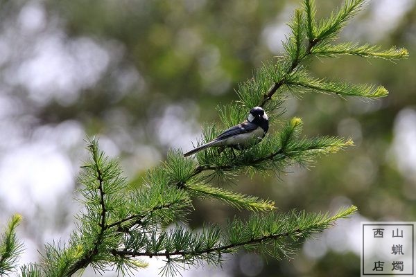 シジュウカラ