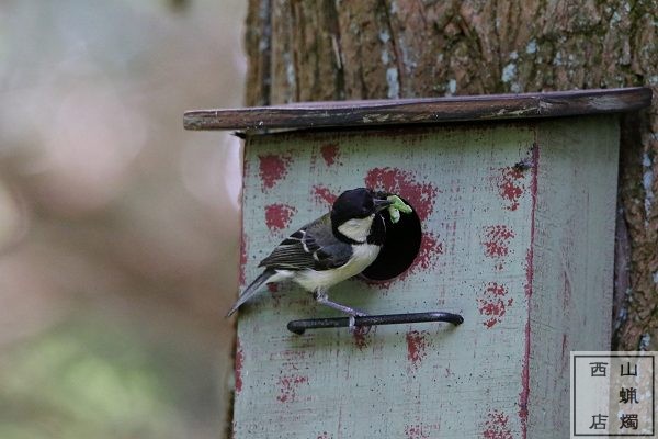 シジュウカラ