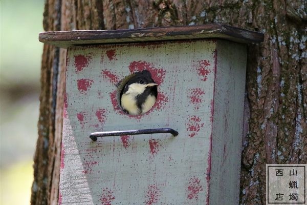 シジュウカラの巣立ち