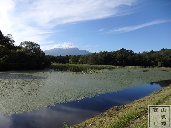 大久保溜池