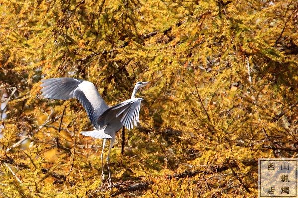 大久保の池・アオサギ