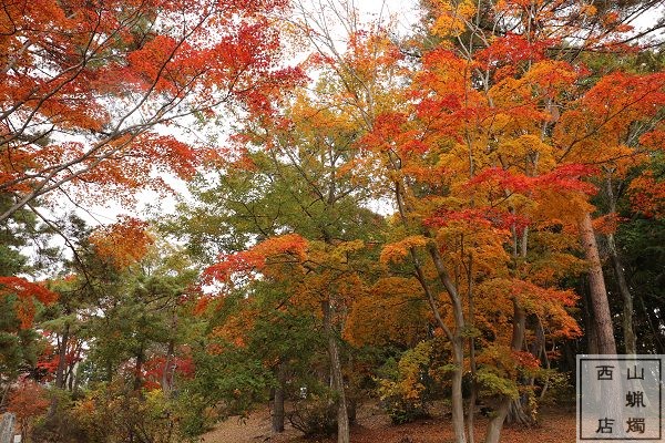 信濃町・小丸山公園