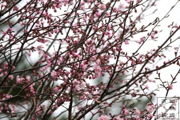 西山蝋燭店の桜