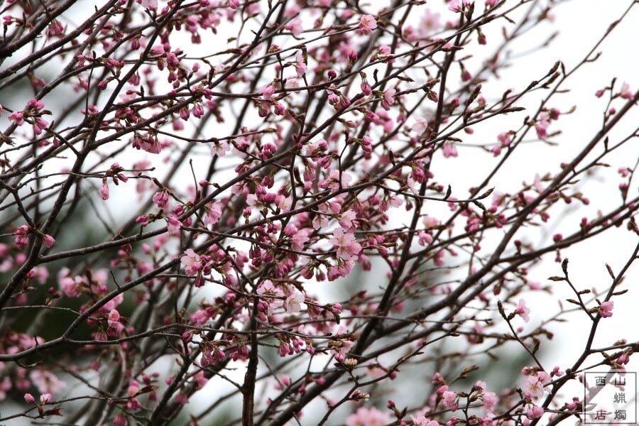 西山蝋燭店の桜