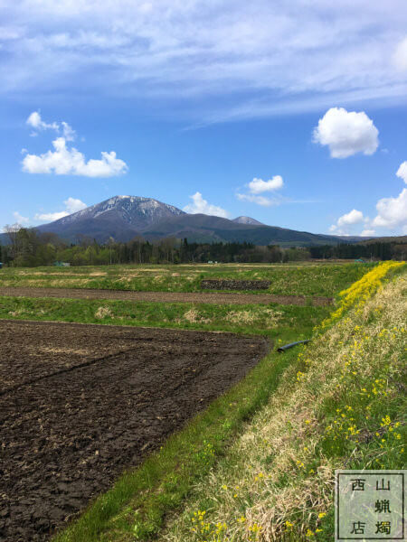 菜の花の風景