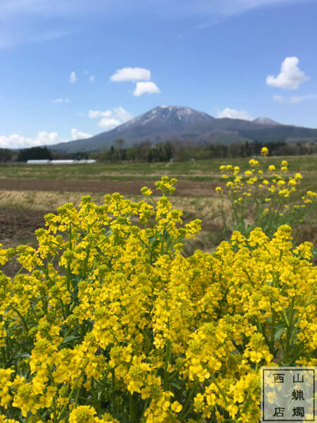 菜の花の風景