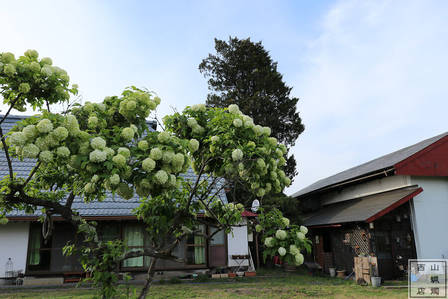 西山蝋燭店の庭